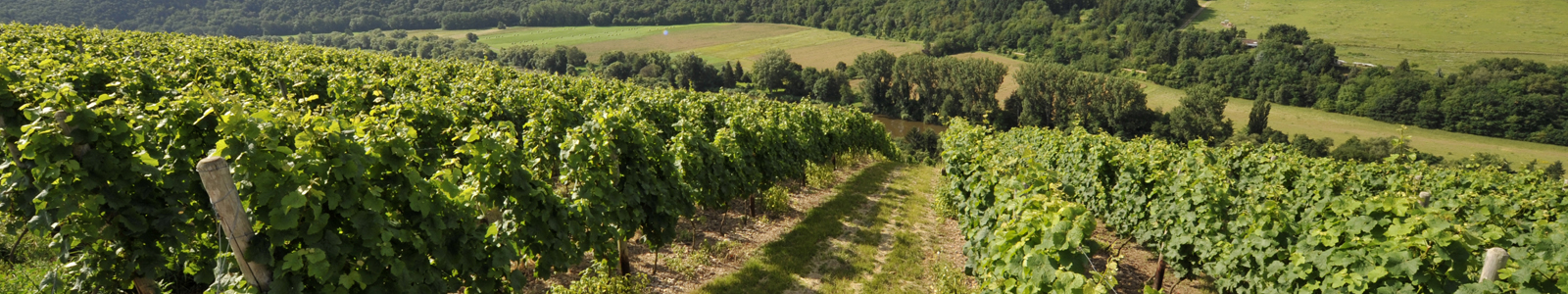 Blick von einem Weinberghang auf einen Fluss ©DLR